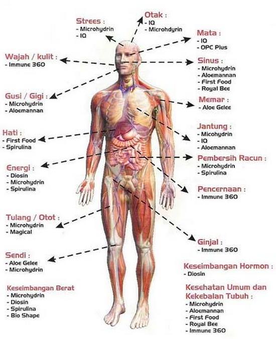 gambar-tubuh-manusia